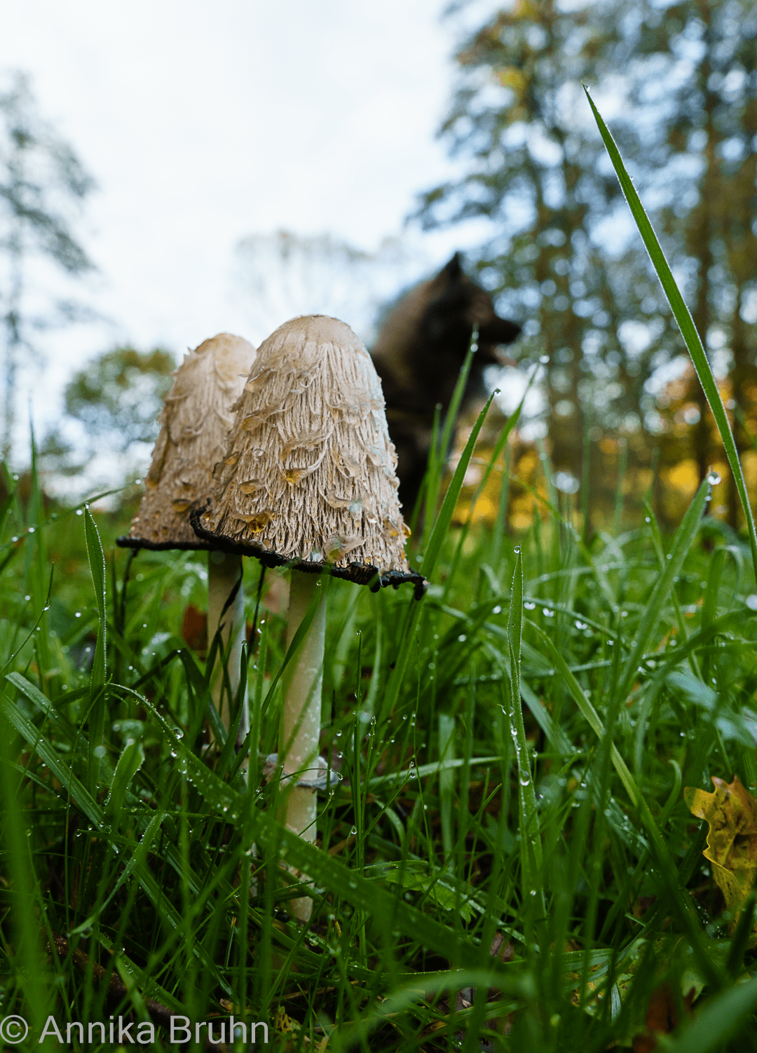 Pilze. Q findet sie nicht so interessant!